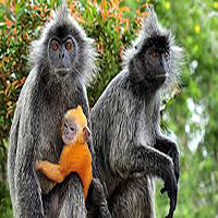 پارک جنگلی میمون بالی