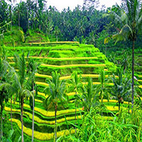 مزارع پلکانی برنج در منطقه اوبود بالی