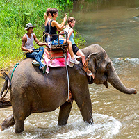 کمپ فیل ها چیانگ مای تایلند