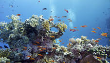 رنگ‌پریدگی 60 درصد صخره‌های مرجانی مالدیو