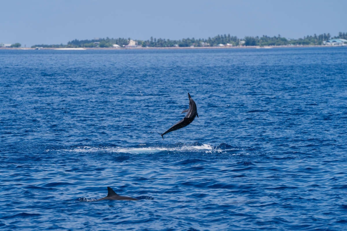 بهترین جزایر مالدیو-جزیره گن