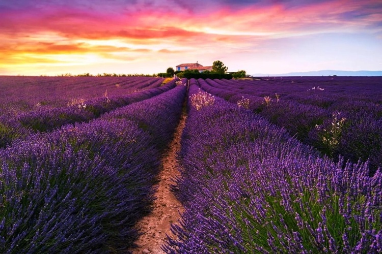 مزرعه بنفش-جاذبه گردشگری فرانسه