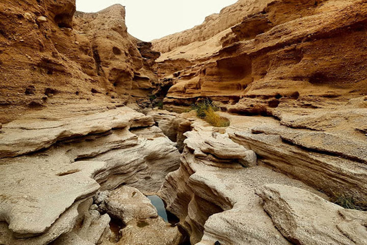 کال جنی