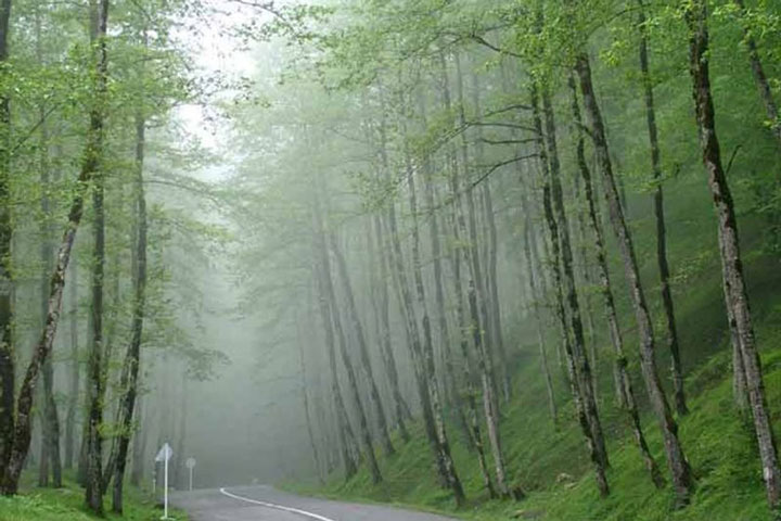 جنگل دالخانی