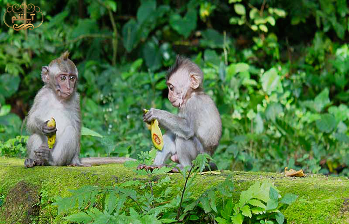 جنگل میمون ها در بالی