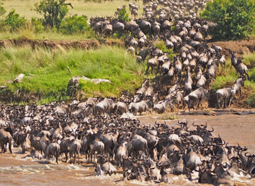 مهاجرت بزرگ ماسای مارا کنیا  -  Masai Mara