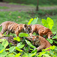 باغ وحش Ragunan در جاکارتا