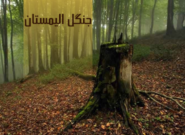 تور یک روزه جنگل مه آلود الیمستان