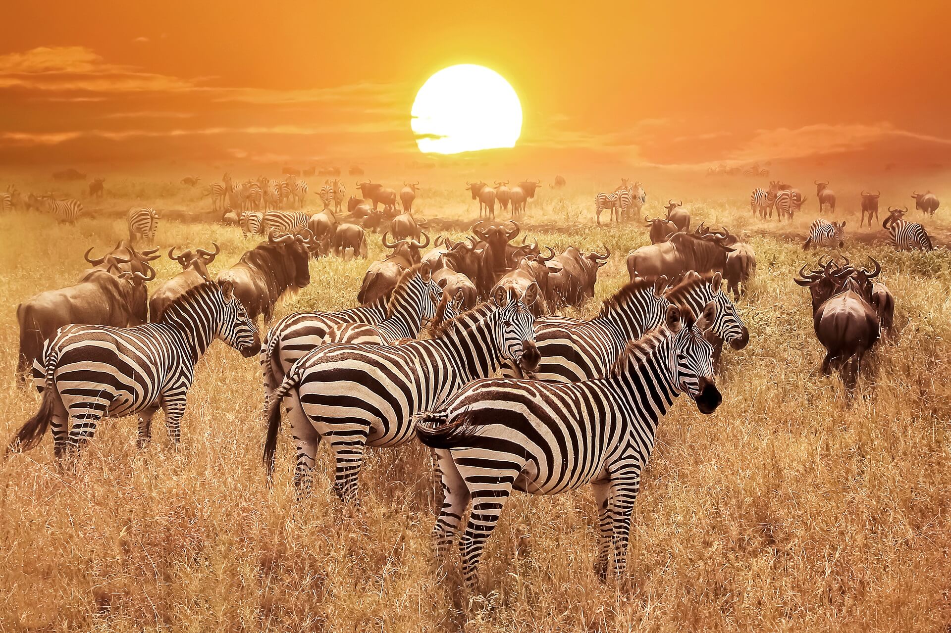 پارک های ملی کنیا