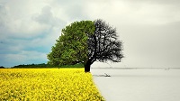 کشورهایی که فقط یک فصل دارند 
