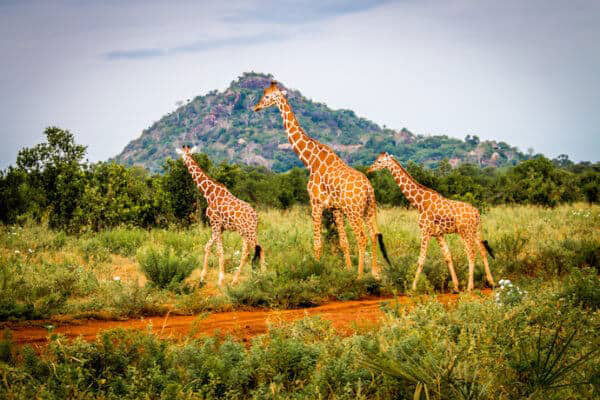 پارک ملی  مرو (Meru) کنیا