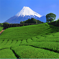 مزارع چای ژاپن